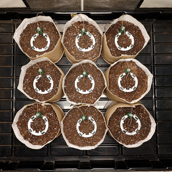Nine round brown seed starting pots with white labels on a black tray.