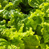 Healthy homegrown green seedlings sprouting from organic seed-starting soil in an Orta Gardens self-watering seed pot