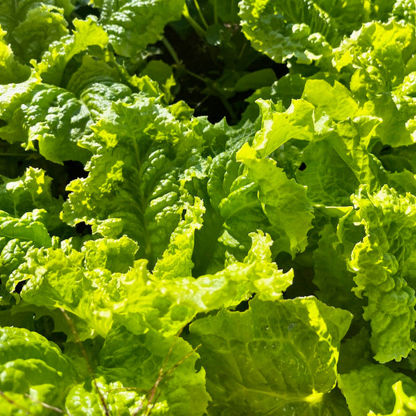Healthy homegrown green seedlings sprouting from organic seed-starting soil in an Orta Gardens self-watering seed pot