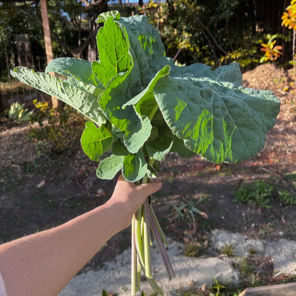 Hands planting organic seeds into a Sixie self-watering pot using the beginner seed starter kit from Orta Gardens