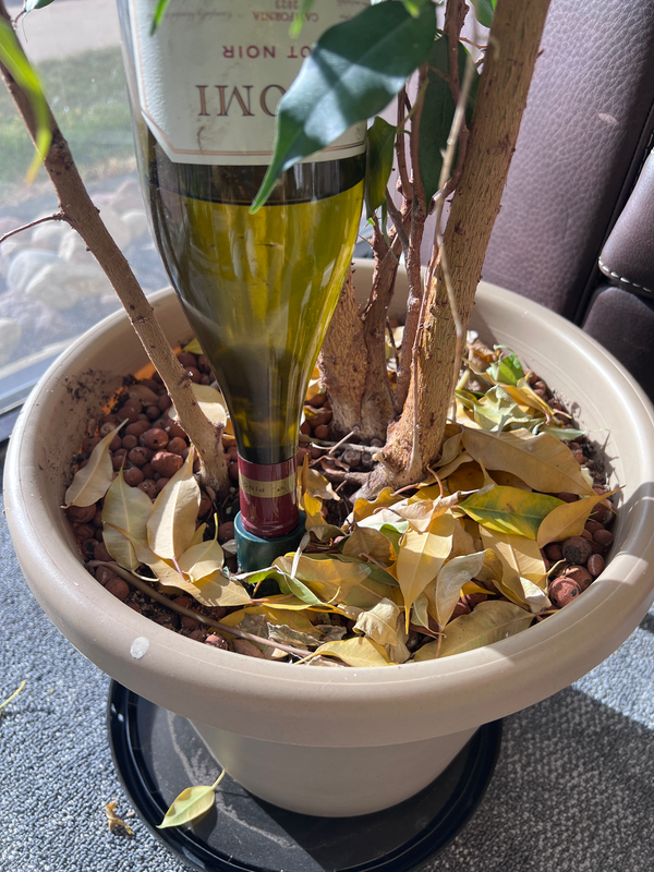 Wine bottle used as a plant stake in a pot with leaves and soil.