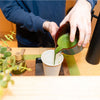 Yabukita Single Cultivar Organic Matcha Powder | Isshiki Matcha