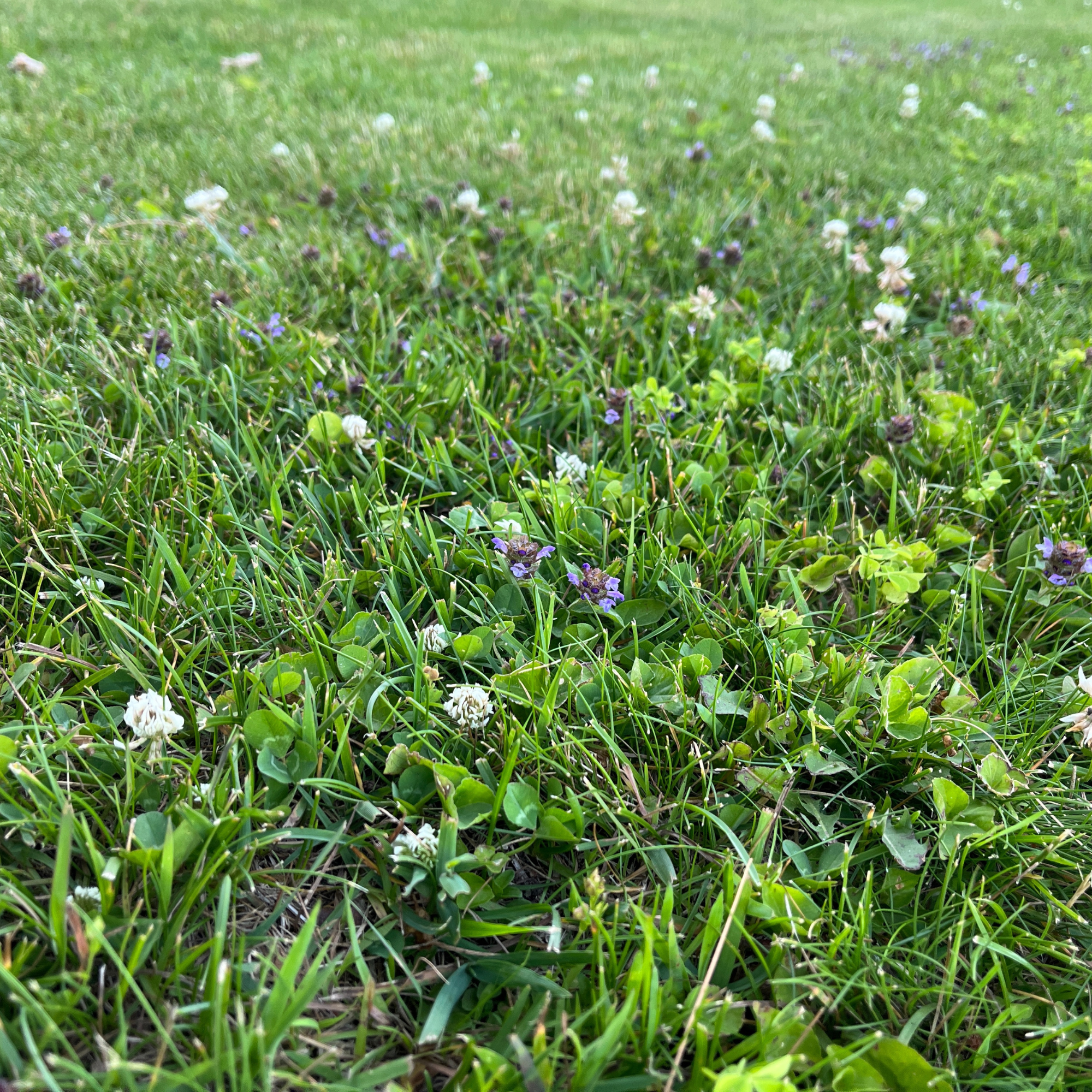 Easy Grow Dutch Clover Bee Lawn Eco-Friendly Kit