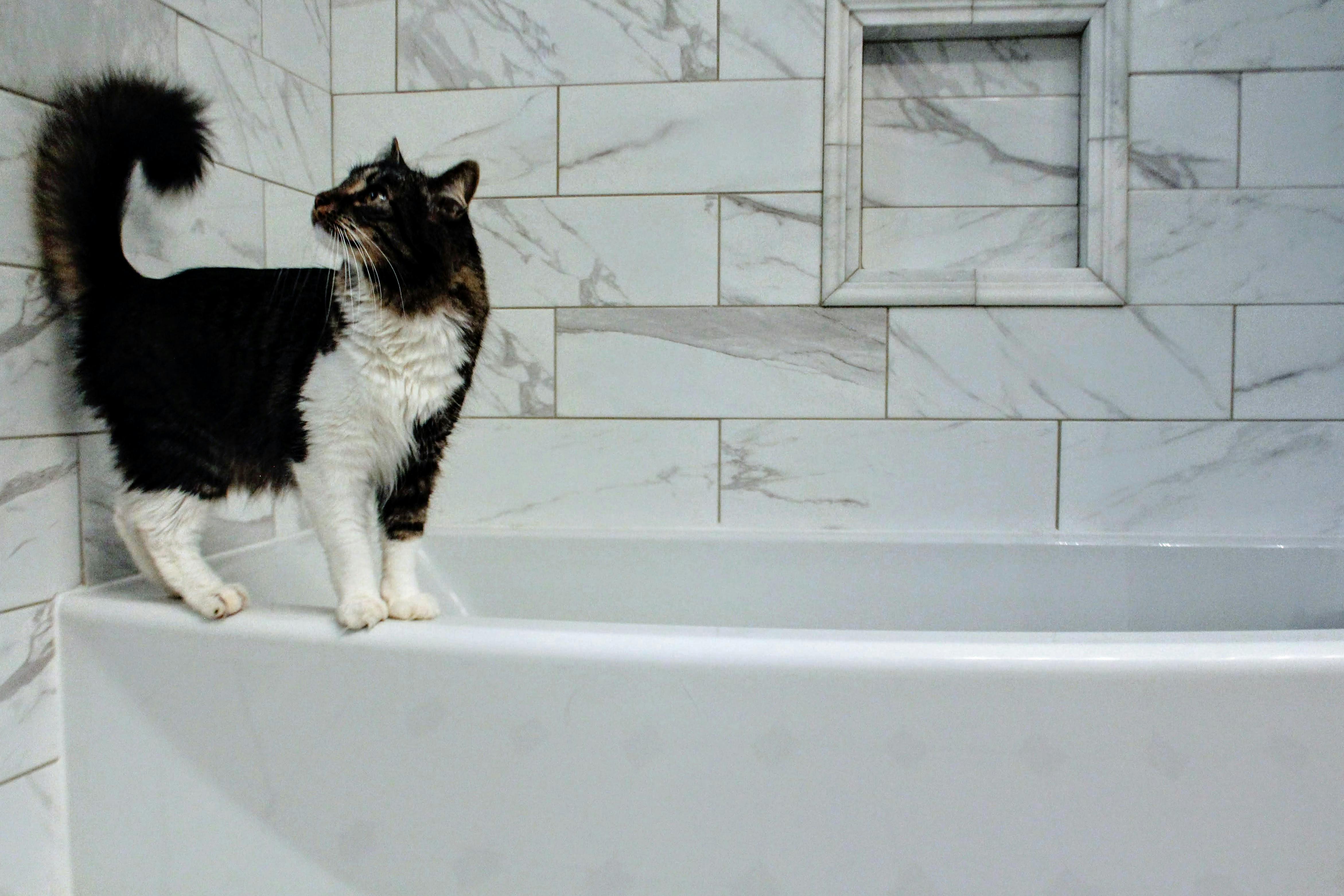 Cat being bathed using Rustic Strength natural pet conditioner safe for felines