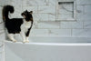 Cat being bathed using Rustic Strength natural pet conditioner safe for felines