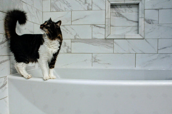 Cat being bathed using Rustic Strength natural pet conditioner safe for felines