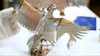 The Great Eagle Golden Armor Mechanical Model Kit