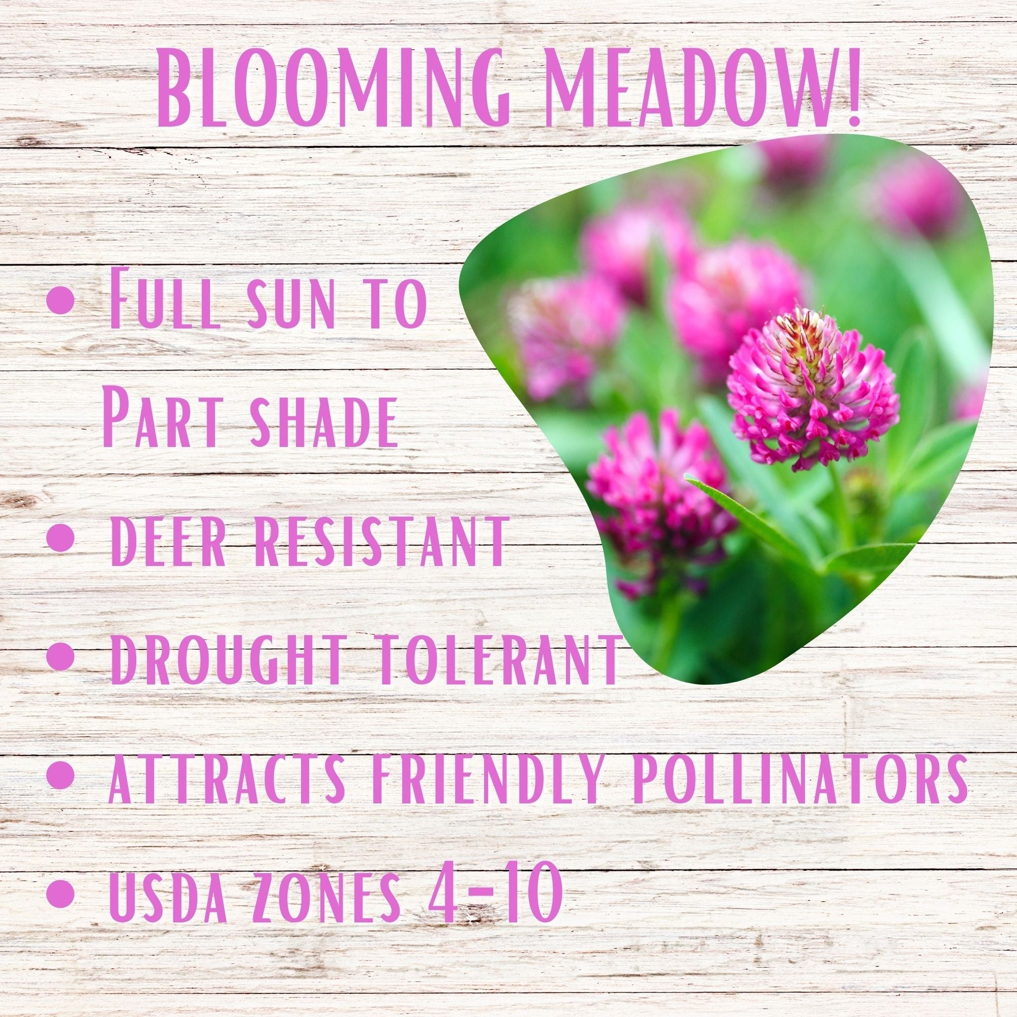 Medium Red Clover Seed: Vibrant Pink Blooms for Your Eco-Friendly, Pollinator-Friendly Lawn