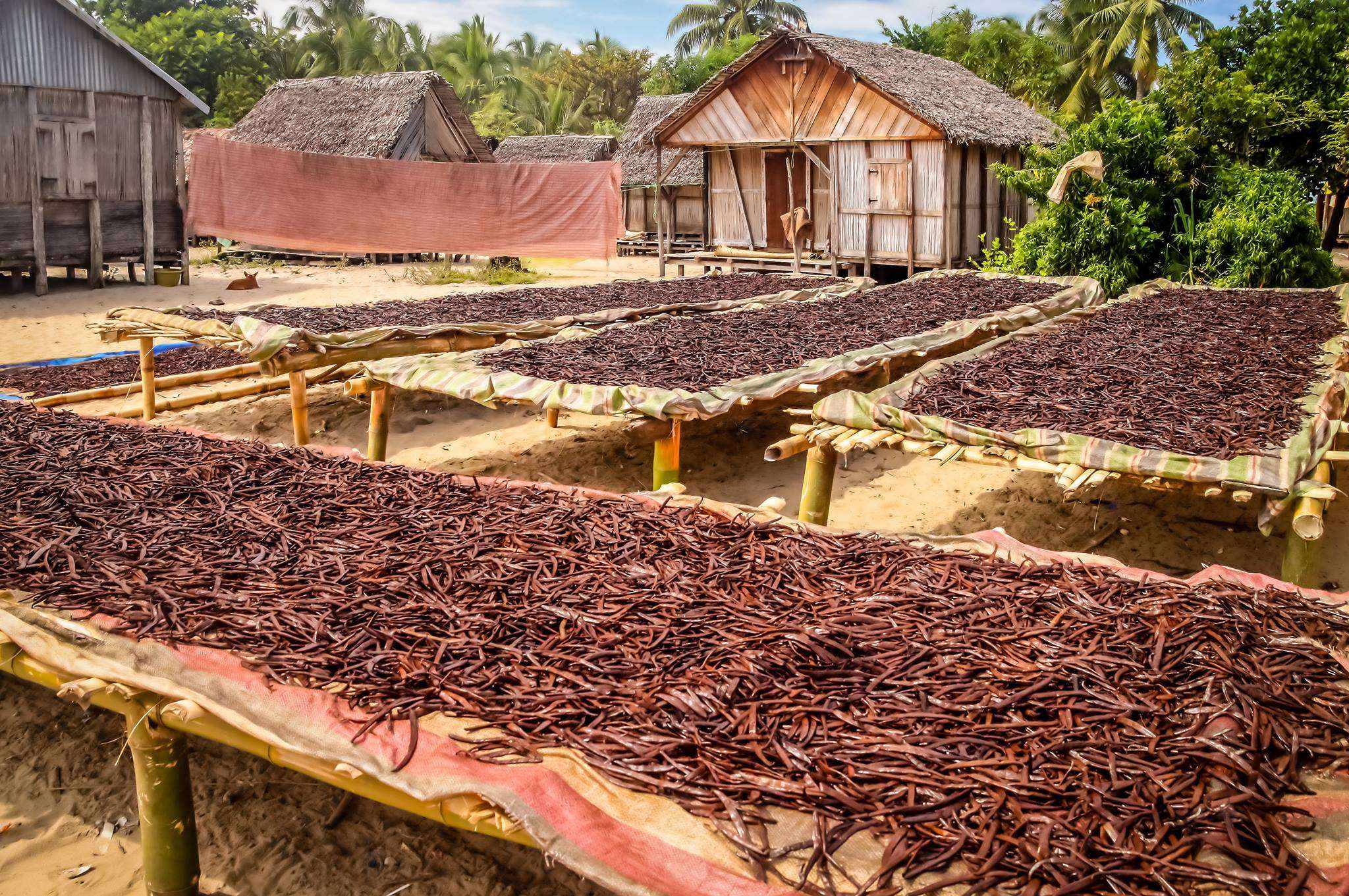 Drying of dried beans on trays in a rural setting with huts and greenery.
