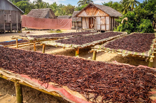 Drying of dried beans on trays in a rural setting with huts and greenery.