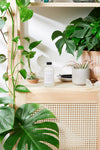 Potted plants on a wooden shelf with a white wall background