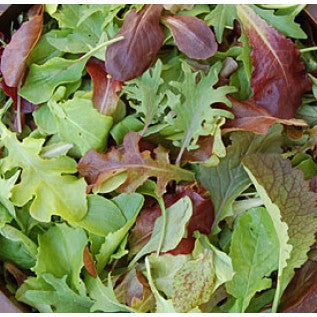 Freshly grown mild mesclun mix salad greens with varied leaf colors and textures