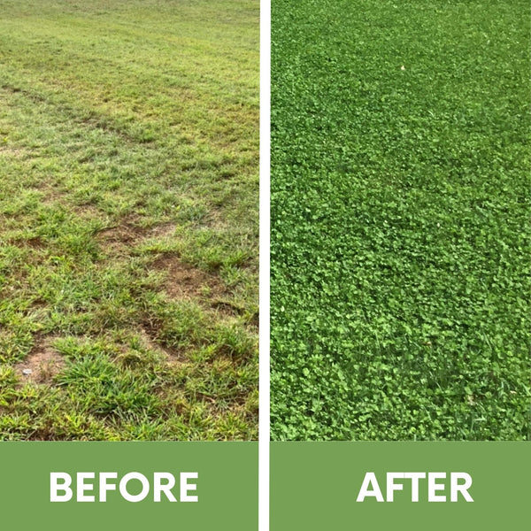 Micro Clover Seed Eco-Spread Carton