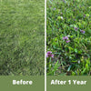 Micro Bee Lawn Seed Mixture - Easy Spread Shaker: Your Low-Sting, Eco-Friendly Oasis