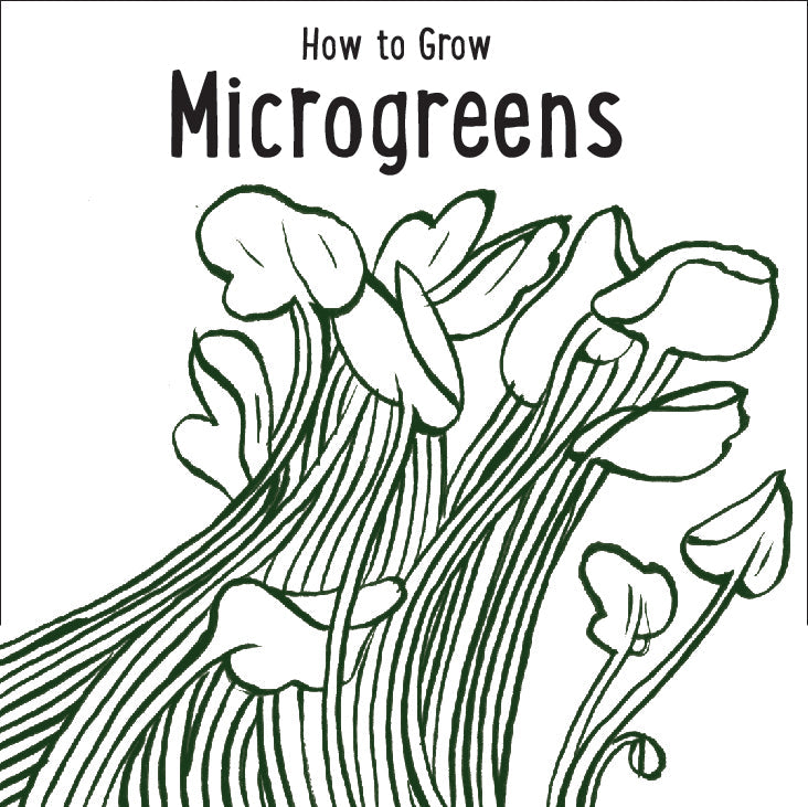 Illustration of microgreens with text 'How to Grow Microgreens' on a white background