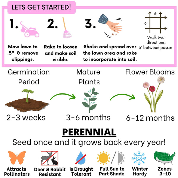 Step-by-step guide for lawn seed application with illustrations and text.