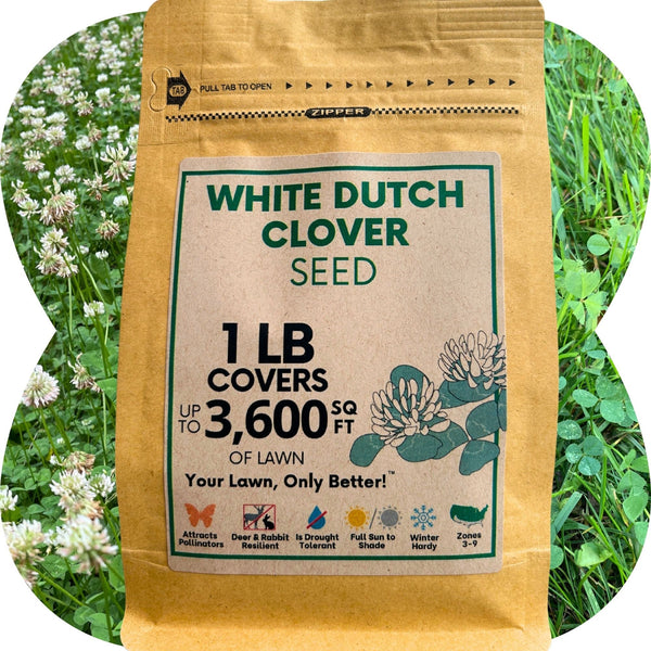 Dutch White Clover Seed: Your Resilient, Drought-Tolerant, Eco-Friendly Lawn Solution