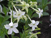 Close-up of Nicotiana alata blooms showing creamy white pendulant flowers with faint pink streaks