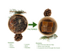 Close-up of hand-filtered Norway Spruce tree resin showing golden amber colour and texture