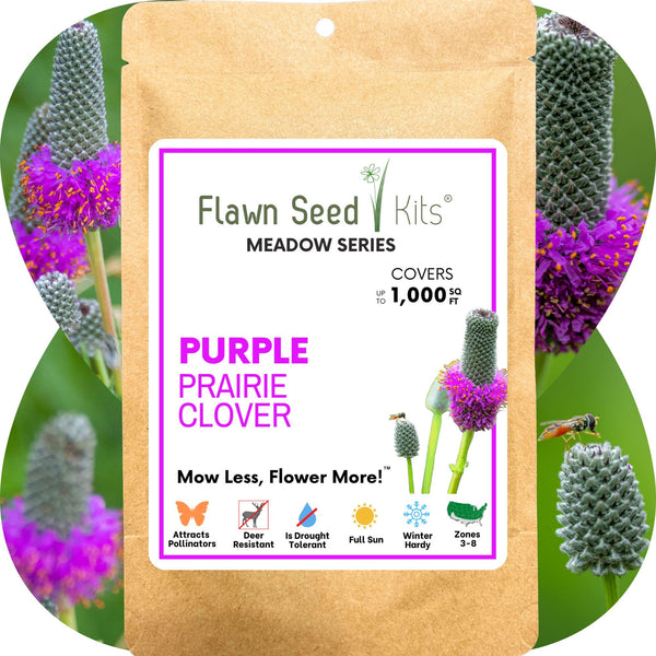 Purple Prairie Clover Seed