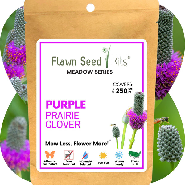 Purple Prairie Clover Seed