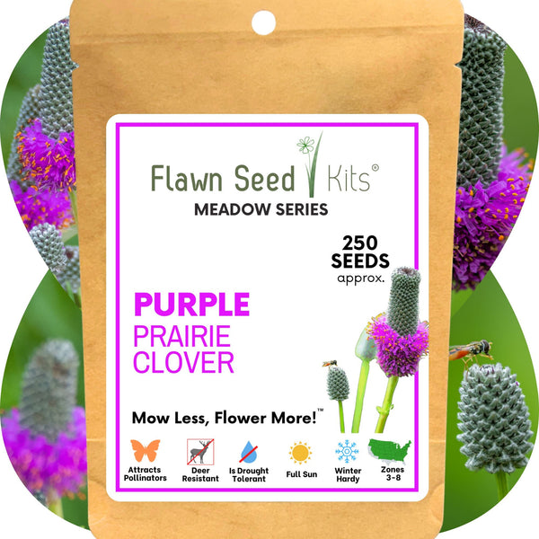 Purple Prairie Clover Seed