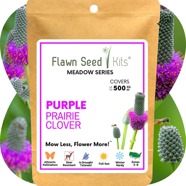 Purple Prairie Clover Seed