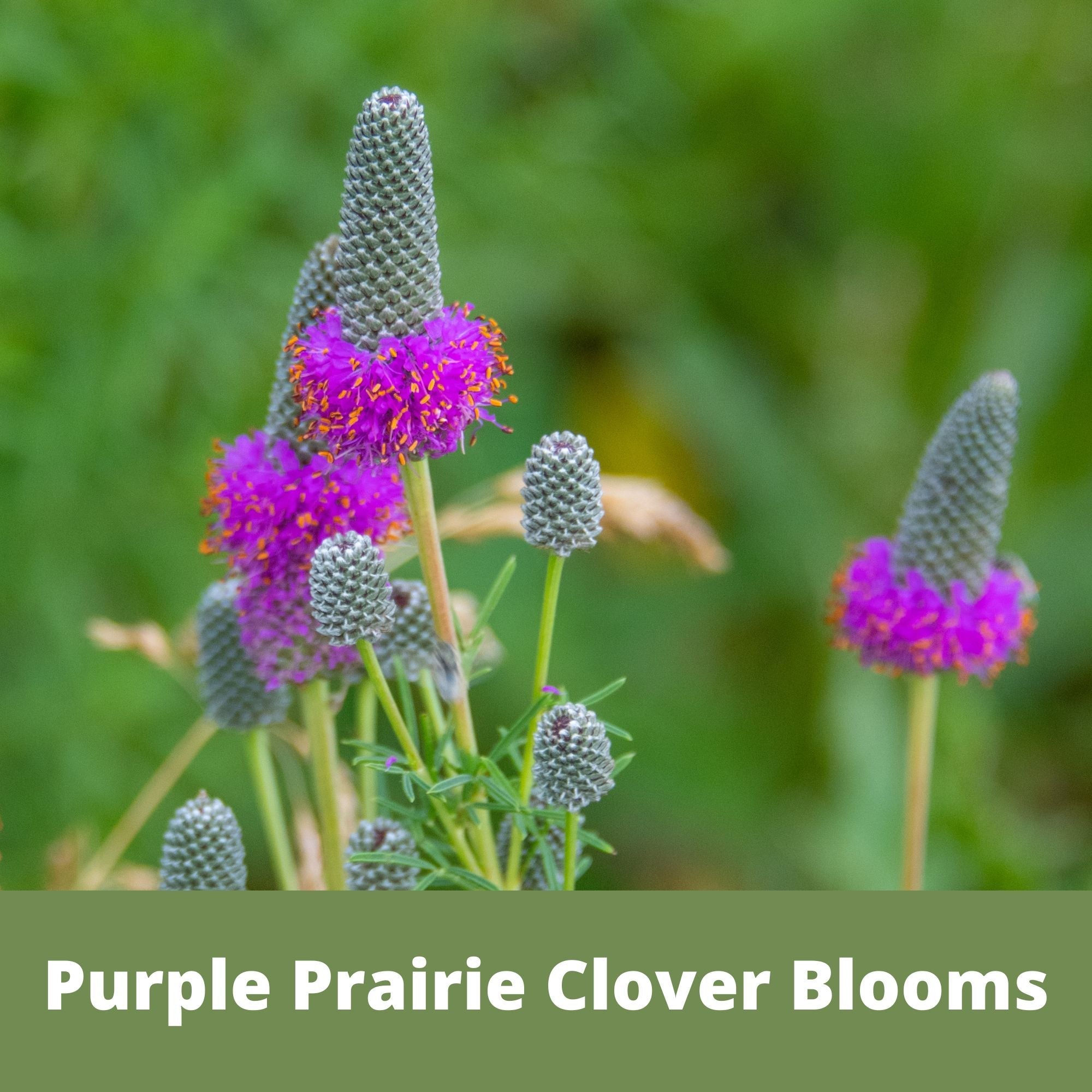 Purple Prairie Clover Blooms with a green background