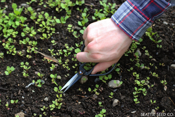 Forged steel pruning shears in use, demonstrating multi-purpose garden and kitchen cutting