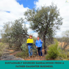 Two people standing under a sandalwood tree with text about sustainably sourced sandalwood from a father-daughter business.