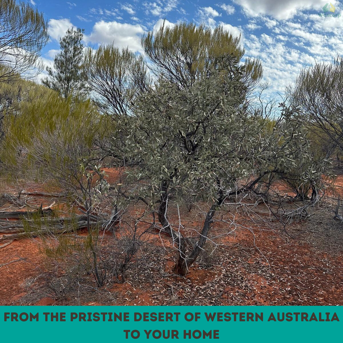 Desert landscape with trees and red earth, promotional text overlay
