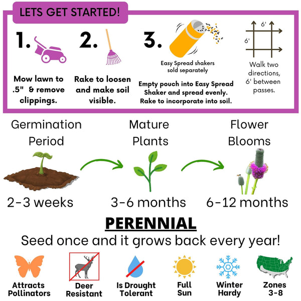 Purple Prairie Clover Seed