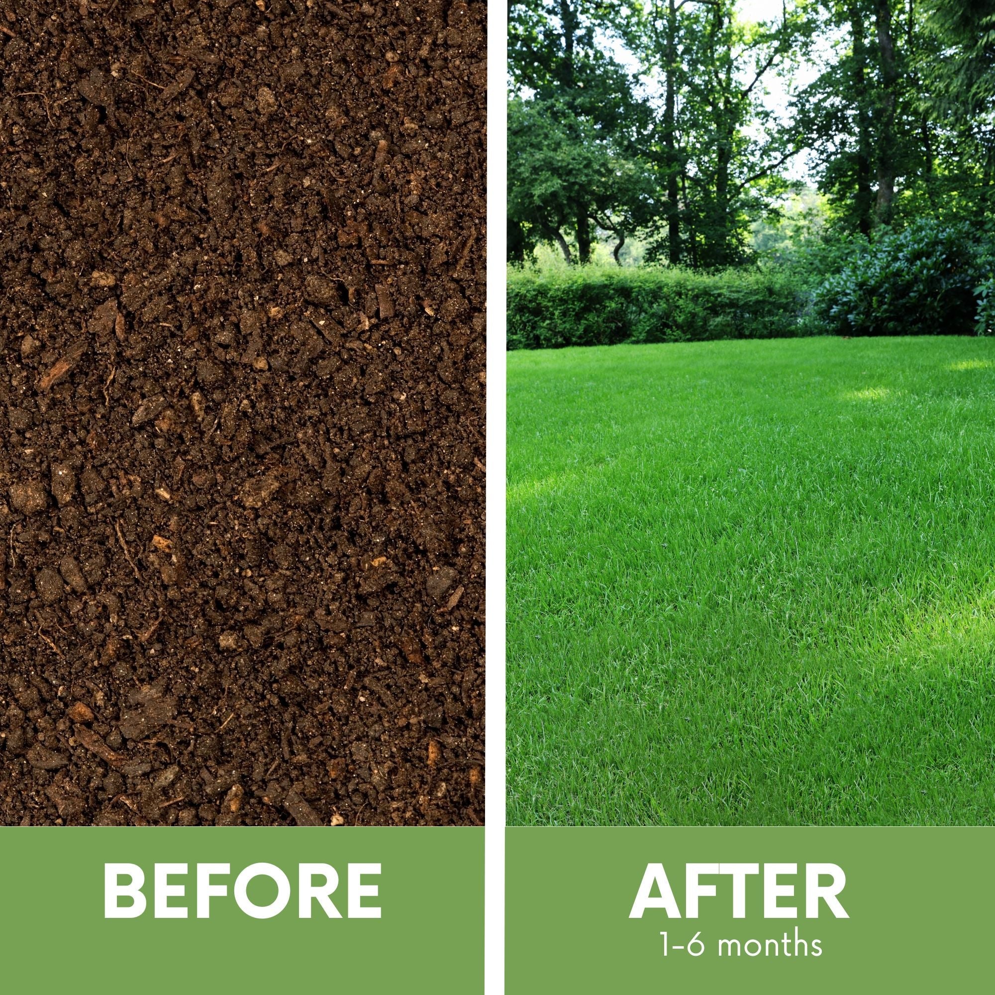 Before and after lawn results using RUFF & TUFF! drought-tolerant fescue seed blend