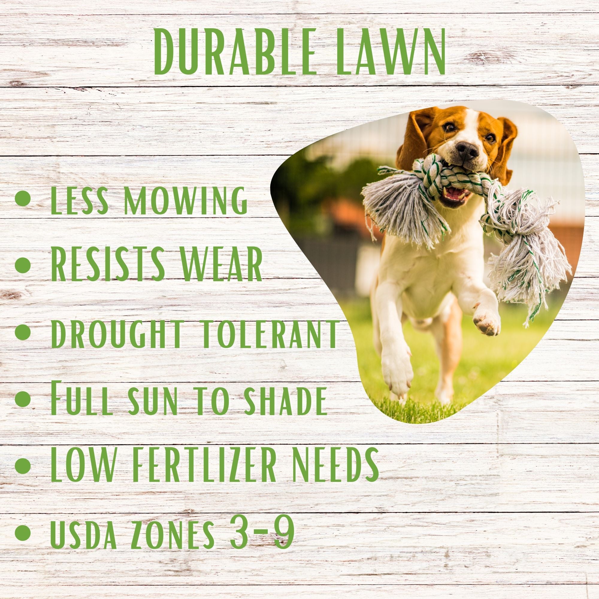 Durable green lawn established with RUFF & TUFF! high-traffic grass seed