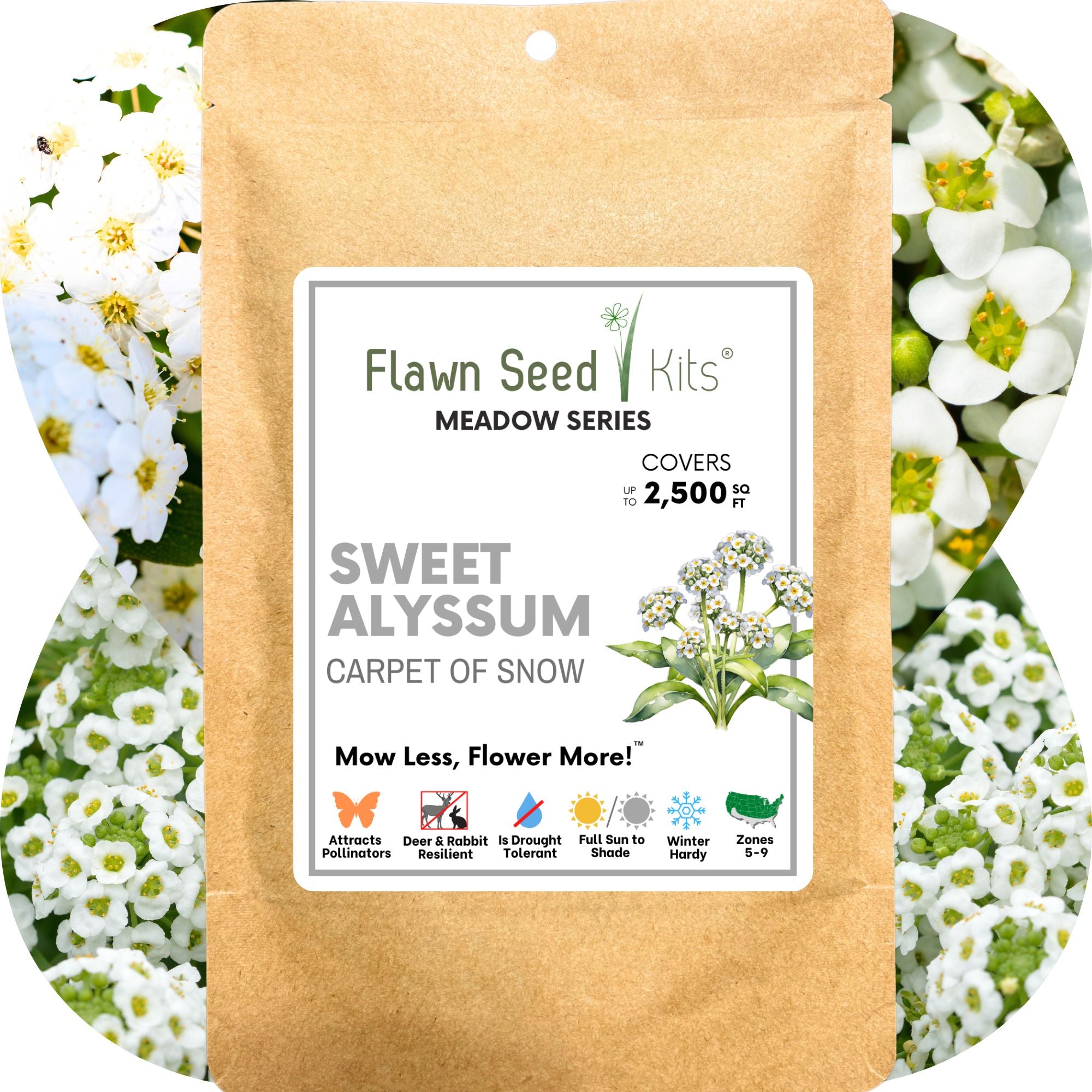 Sweet Alyssum Carpet of Snow Seed Pouch: Fragrant White Blooms for Your Eco-Friendly Lawn