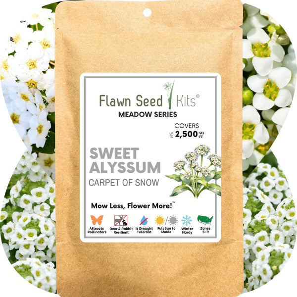 Sweet Alyssum Carpet of Snow Seed Pouch: Fragrant White Blooms for Your Eco-Friendly Lawn