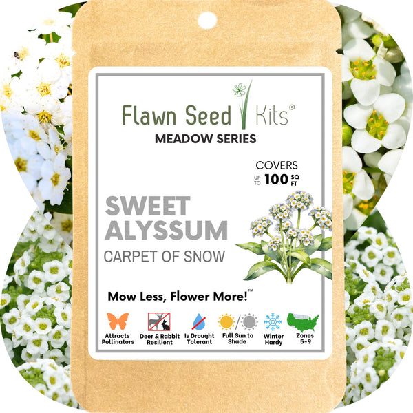 Sweet Alyssum Carpet of Snow Seed Pouch: Fragrant White Blooms for Your Eco-Friendly Lawn