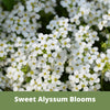 Sweet Alyssum Carpet of Snow Seed Pouch: Fragrant White Blooms for Your Eco-Friendly Lawn