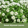 Sweet Alyssum Carpet of Snow Seed Pouch: Fragrant White Blooms for Your Eco-Friendly Lawn