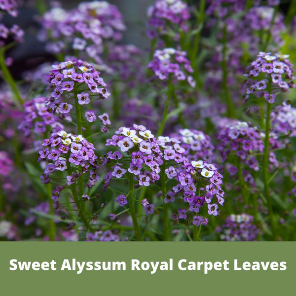 Sweet Alyssum Royal Carpet Seed Pouch: Fragrant Lavender Blooms for Your Eco-Friendly Lawn