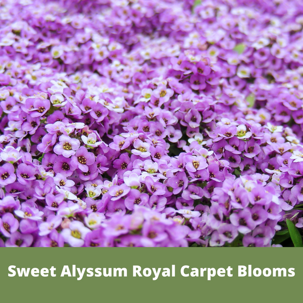 Sweet Alyssum Royal Carpet Seed Pouch: Fragrant Lavender Blooms for Your Eco-Friendly Lawn