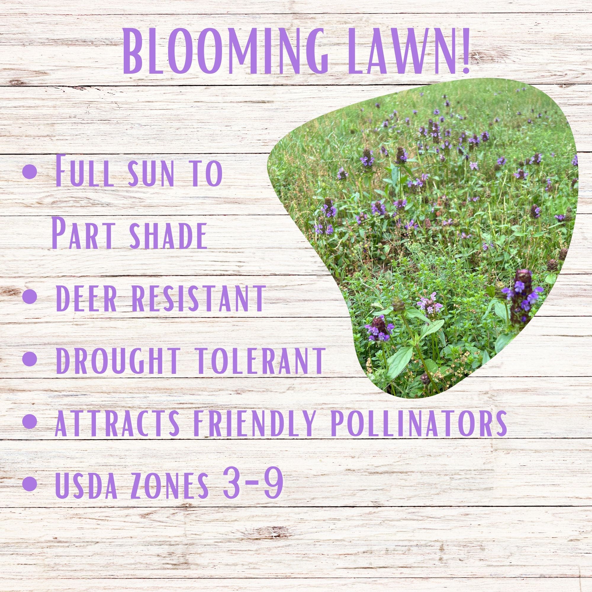 Self-Heal Seed Pouch: Your Easy Path to a Pollinator-Friendly, Low-Maintenance Lawn