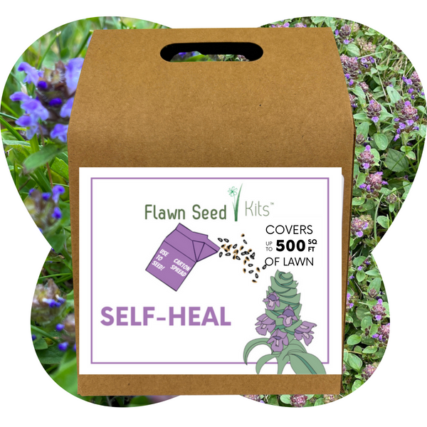 Flawn Seed Kits self-heal seed packet with a brown cardboard box on a green background.