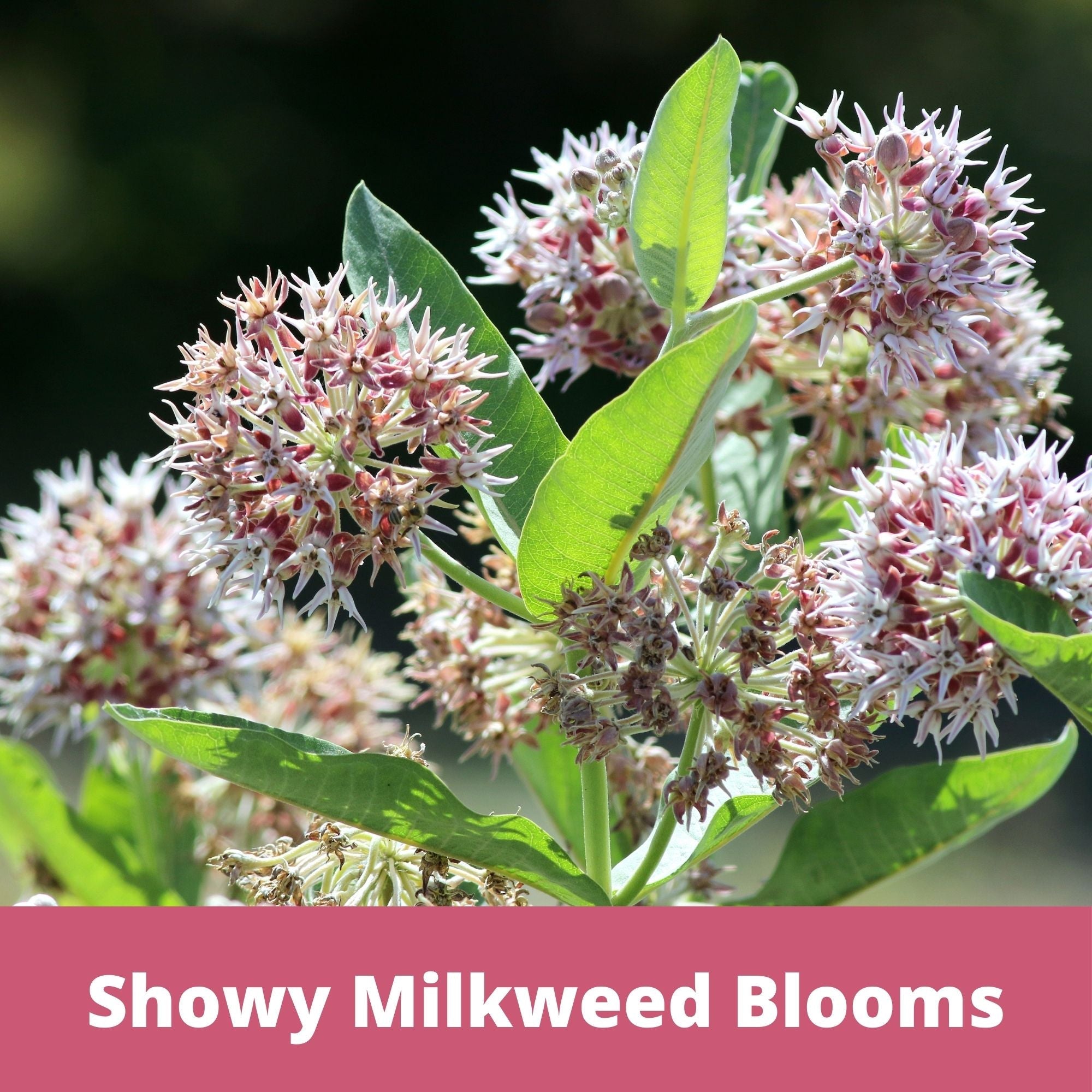 Showy milkweed blooms with green leaves on a blurred natural background