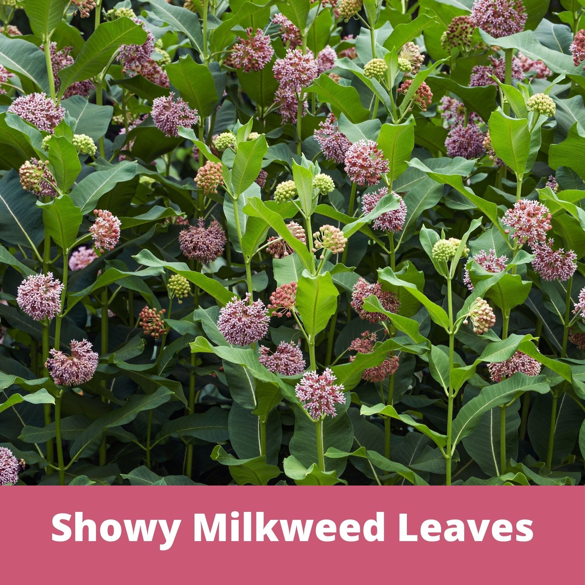 Showy milkweed leaves with pink flowers and green leaves on a pink background