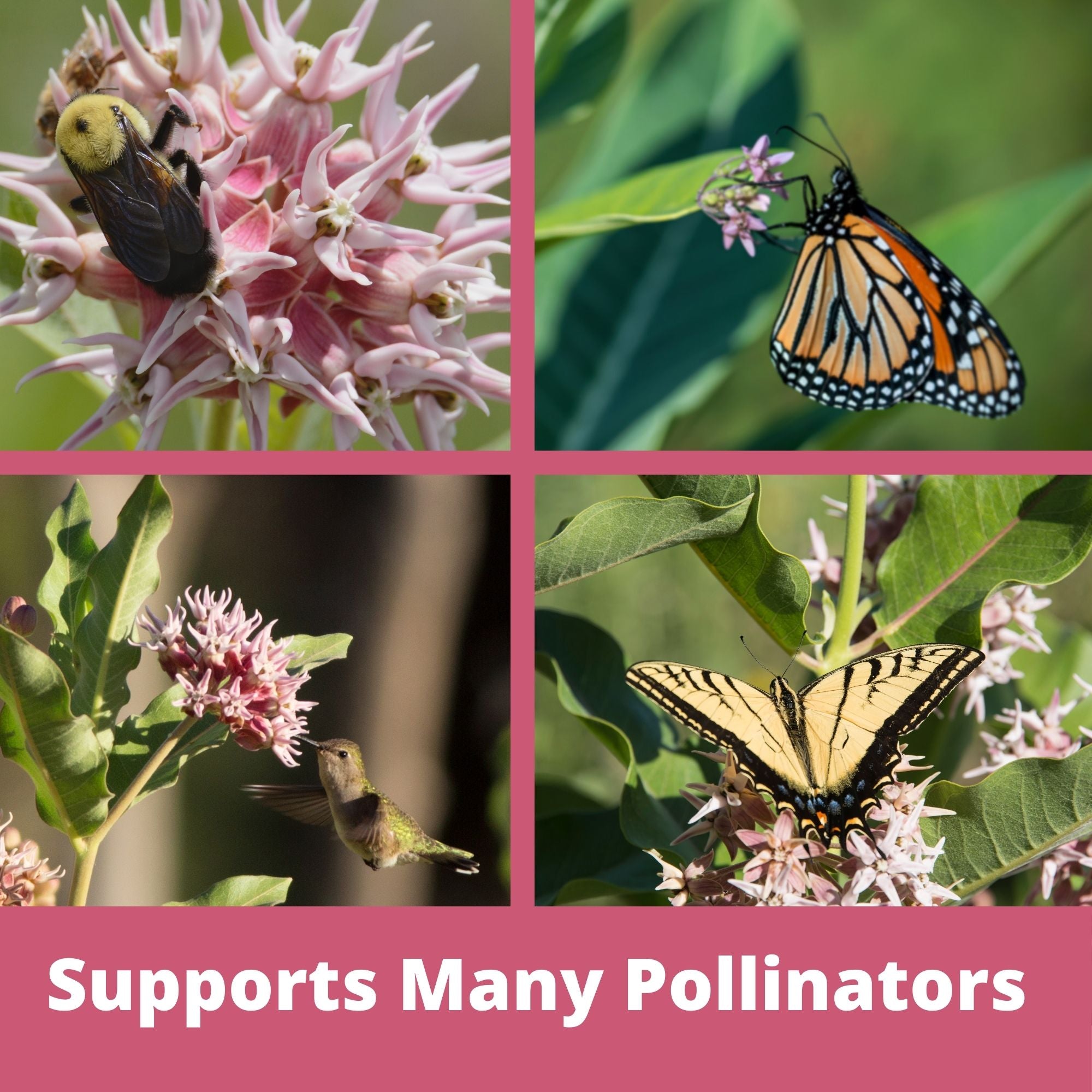 Collage of four images showing pollinators on flowers with text 'Supports Many Pollinators'.