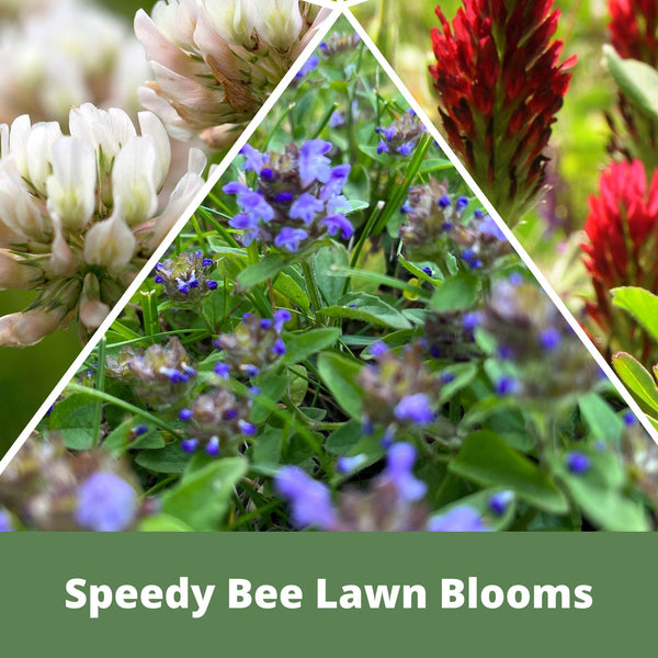 Speedy Bee Lawn Seed Kit: Quick Blooms for a Pollinator Paradise!