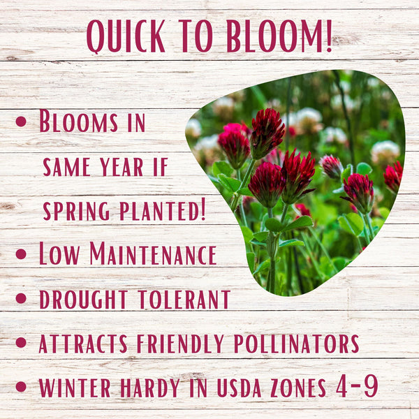 Speedy Bee Lawn Seed Kit: Quick Blooms for a Pollinator Paradise!