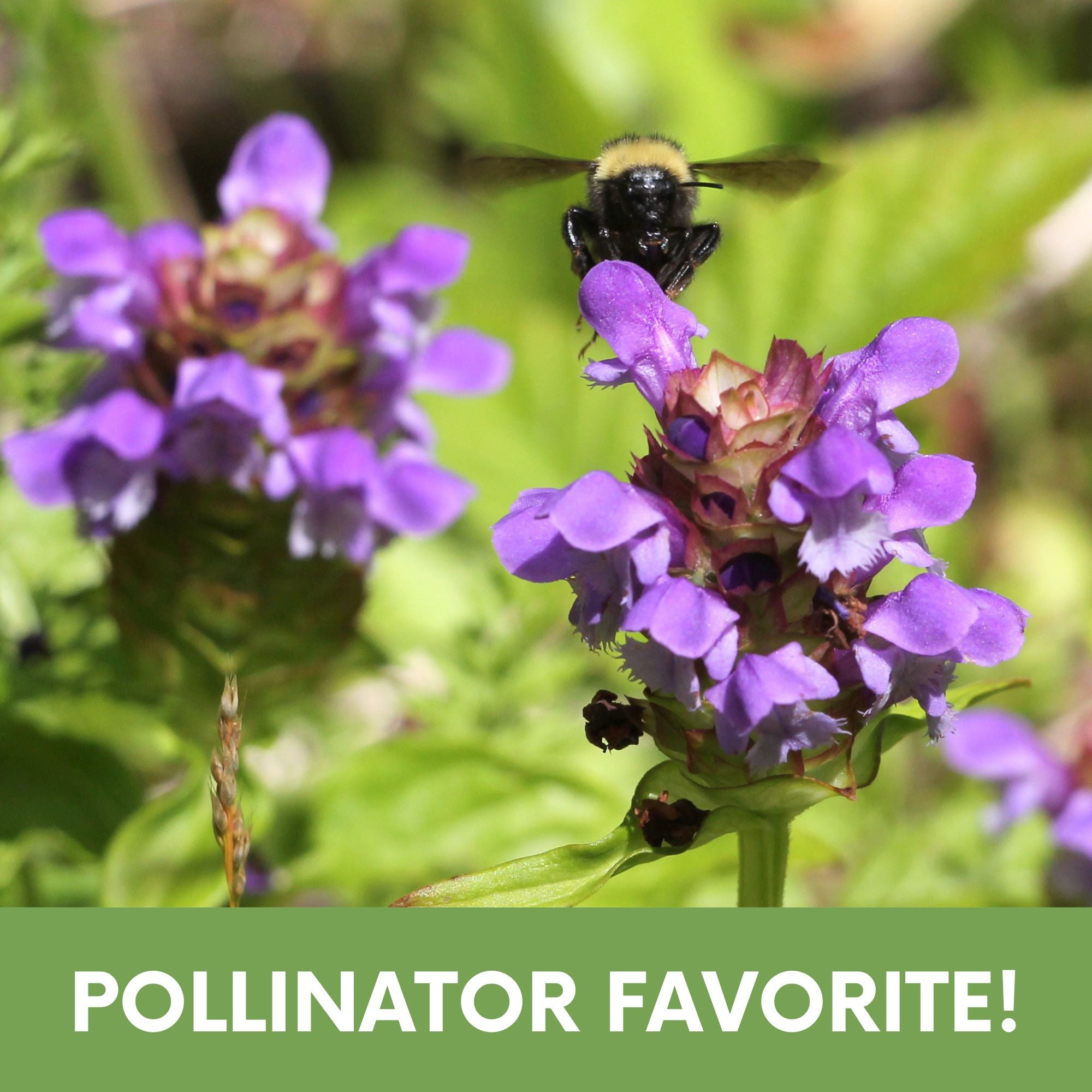 Self-Heal Seed Pouch: Your Easy Path to a Pollinator-Friendly, Low-Maintenance Lawn