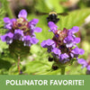 Self-Heal Seed Pouch: Your Easy Path to a Pollinator-Friendly, Low-Maintenance Lawn